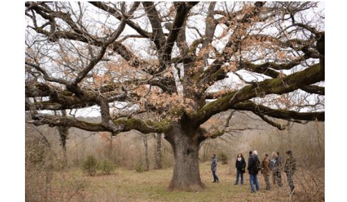 [à publier dans 3 mois] Petite Fête de l'Arbre